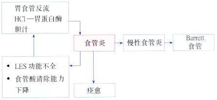 食管炎的病理生理变化