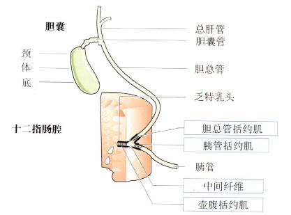 胆囊