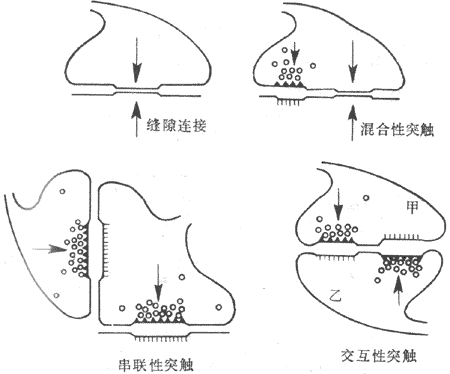 几种不同形式突触的模式图箭头示传递方向