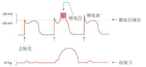 当峰电位叠加到慢波上并去极化达基础域阈值时，小肠发生收缩