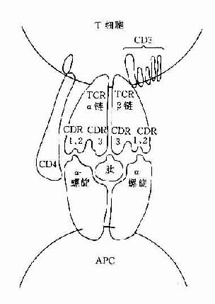TCR识别普通抗原