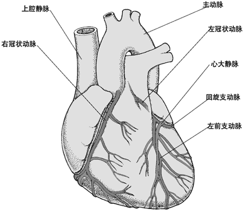 心脏的血液供应