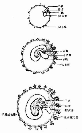 胎膜与胚胎