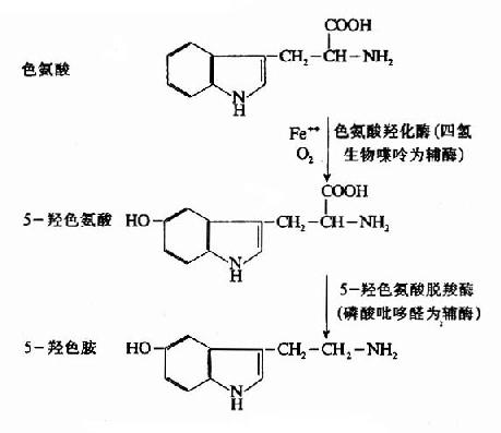 5-HT的生成