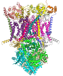 Cytochrome1ntz.PNG