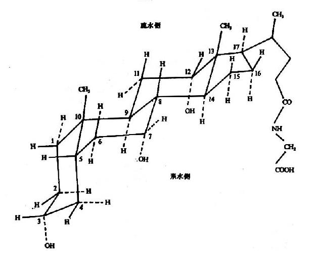 甘氨胆酸的立体构型