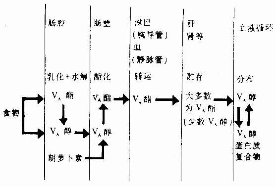 维生素A的吸收、贮存和转运