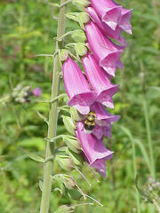 毛地黄 （Digitalis purpurea）