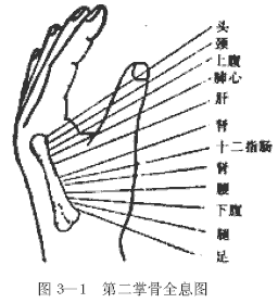 第二掌骨全息图