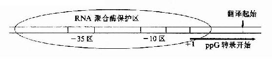 原核生物基因转录起始区