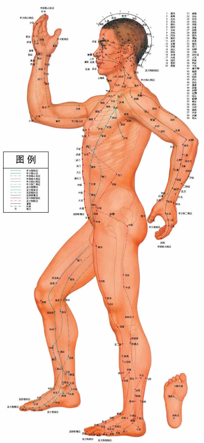 人体穴位图正面图