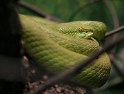 White-lipped Pitviper.jpg