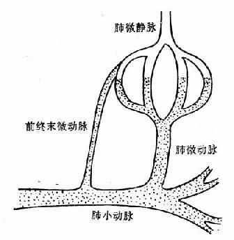 肺小动脉与肺毛细血管静脉端的交通支—前 终末微动脉