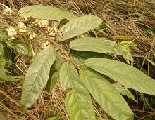 中药图片：杜茎山