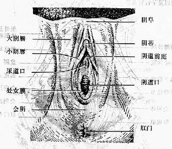 女性外生殖器