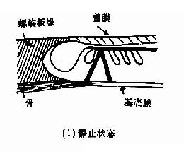 剪刀式运动