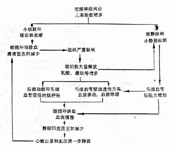 淤血性缺氧期微循环变化机理