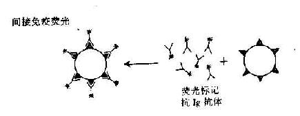 免疫荧光直接法及间接法原理示意图