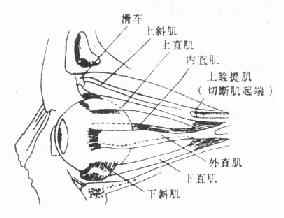 眼外肌之起端及止端图解（左眼）