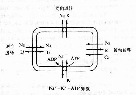 细胞内钠运转的四个系统