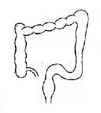 正常结肠