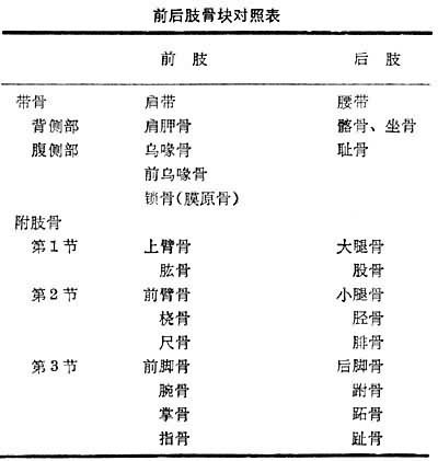 前后肢骨块对照表