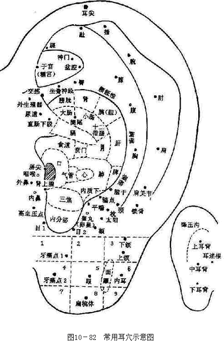 常用耳穴