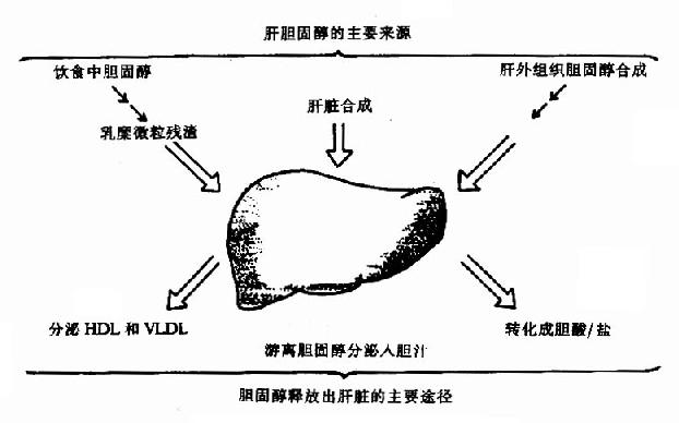 肝胆固醇的来源及释放途径