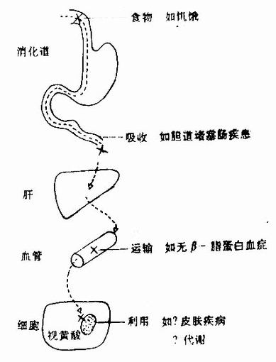 低维生素A的主要机制