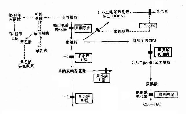 苯现氨酸代谢及有关的遗传性酶病的发病机理