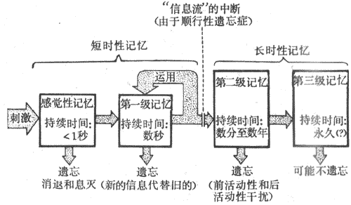 从感觉性记忆至第三级记忆的信息流图解