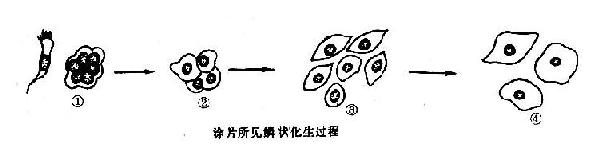 假复层纤毛柱状上皮鳞状化生过程示意图