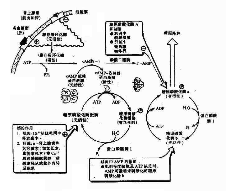 糖原合成的抑制