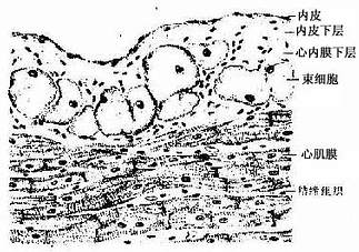 心内膜和心肌膜