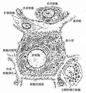 肝细胞、肝血窦、窦周隙及胆小管的关系图解