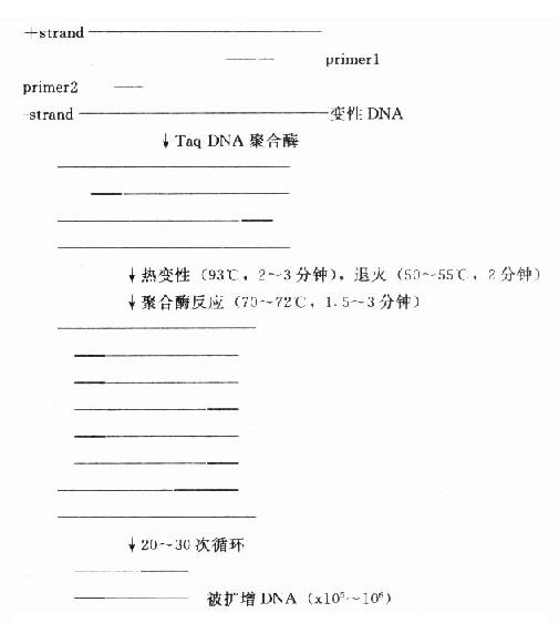 PCR技术原理