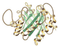 TriosePhosphateIsomerase Ribbon pastel whitebkg.jpg