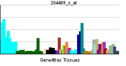 PBB GE CD44 204489 s at tn.png