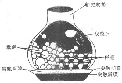 突触结构模式图