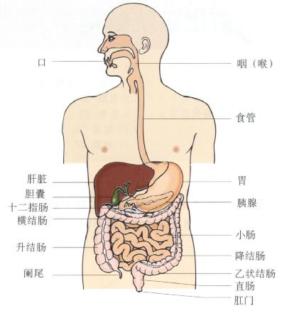 消化系统。