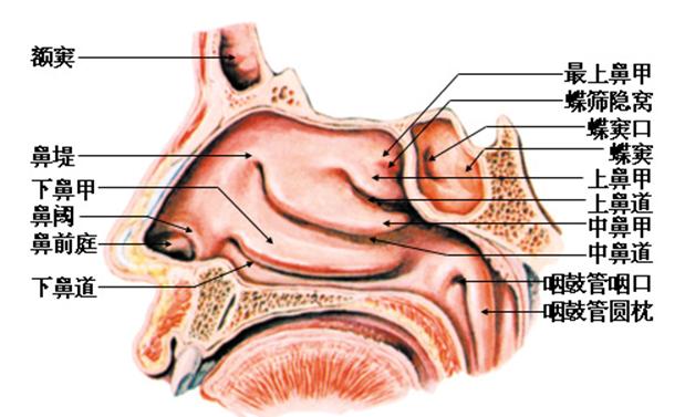 鼻部结构图