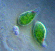 Two Euglena.jpg