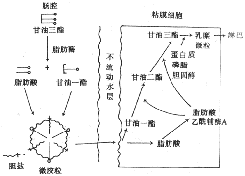 脂肪在小肠内消化和吸收的主要方式