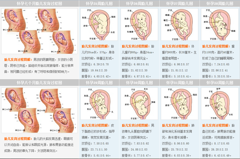 第七、八个月发育