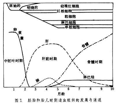 胚胎和胎儿时期造血组织的发展和消退