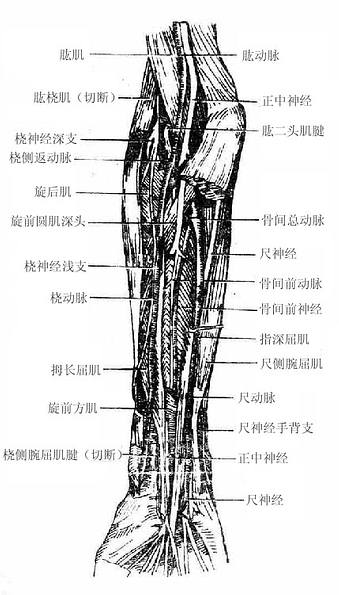 Glyrnsg3.jpg