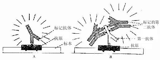 免疫细胞化学直接法（A）与间接法（B）示意图