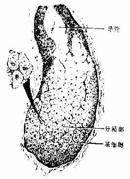 皮脂腺