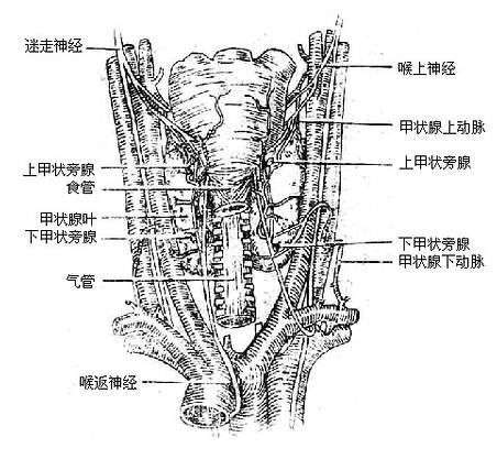 Glytals2.jpg