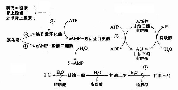 激素影响甘油三酯脂肪酶活性的作用机理